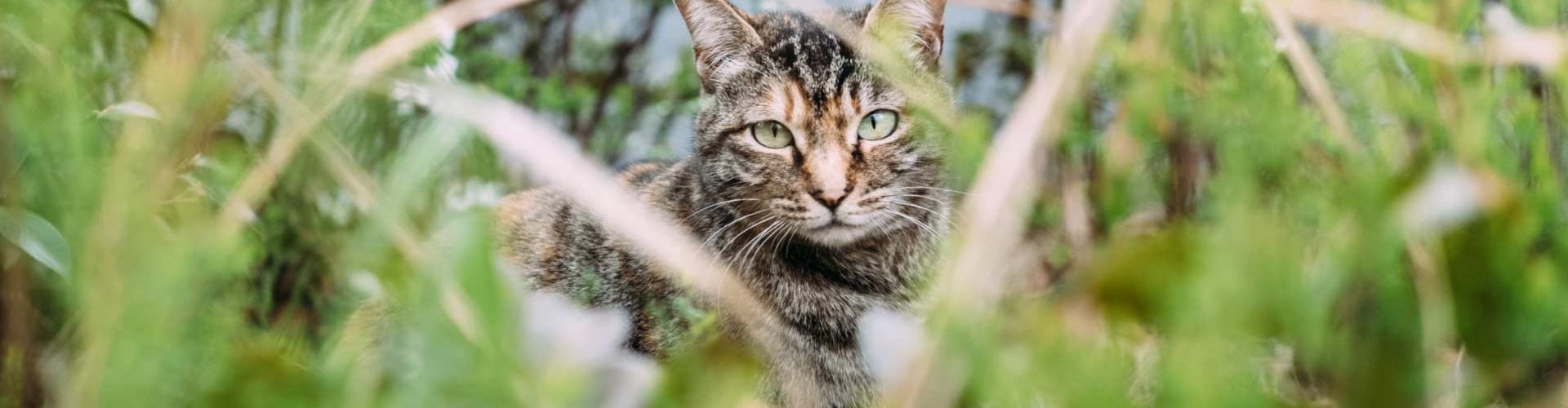 Tabby cat in the blades of grass