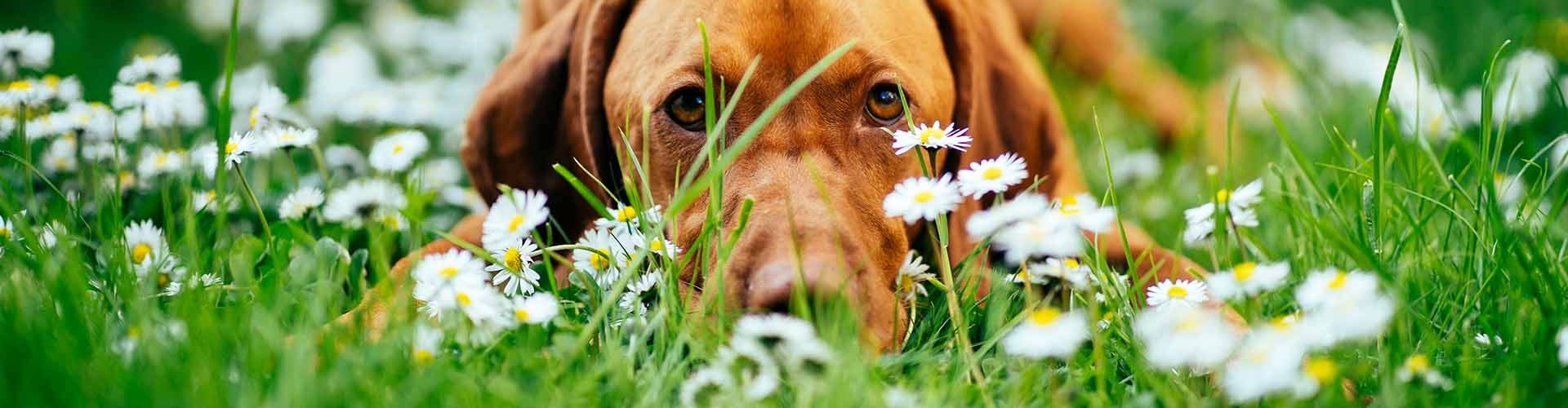 Red Labrador laying in the grass with daisys